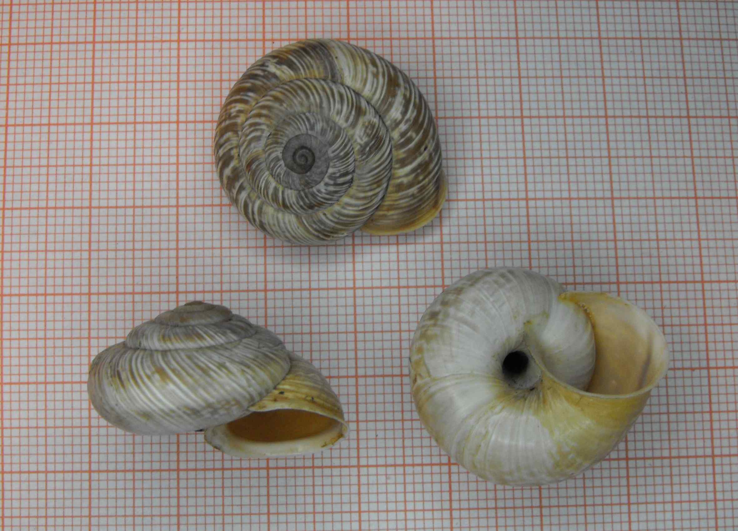 Chilostoma cingulatum transiens (Adami 1886)